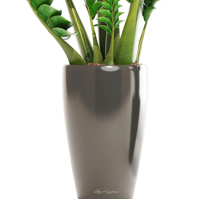 Collection of plants 192. Zamioculcas, flower, pot, bush, flowerpot, interior, decorative — Ver 3