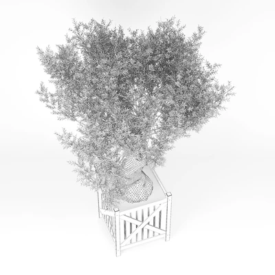 Olea europaea — Ver 3