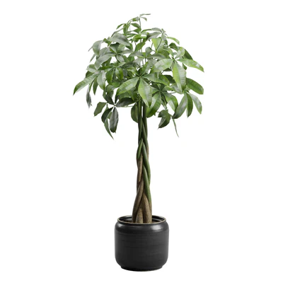 Pachira Aquatica in Dark Planter — Ver 6