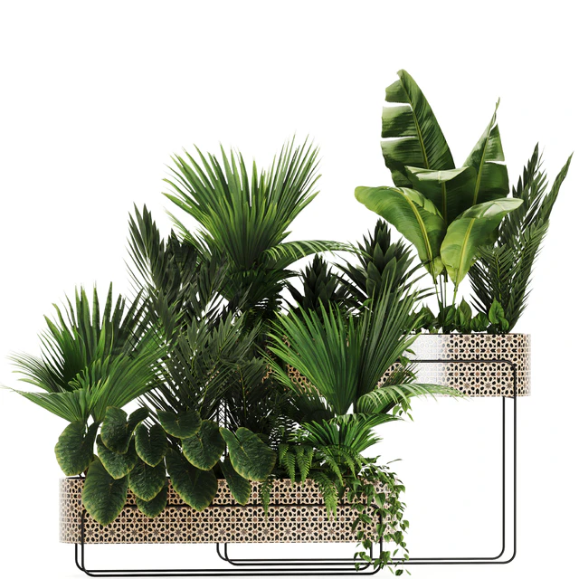 Indoor plants in box set-70 — Descargar