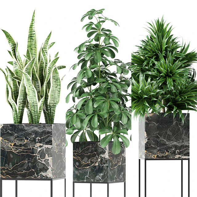 Plants collection 144 MAIA — Descargar