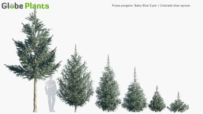 picea pungens baby blue eyes — download