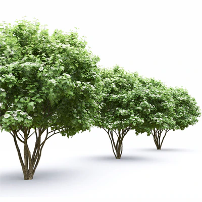 Viburnum flowering — View 6