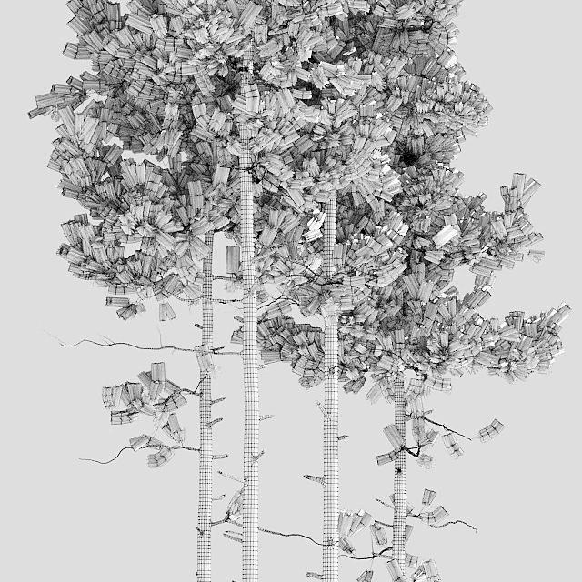 Pine trees — Descargar