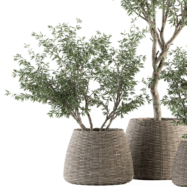 indoor Plant Set 275 - Olive Plants Set in pot — Descargar