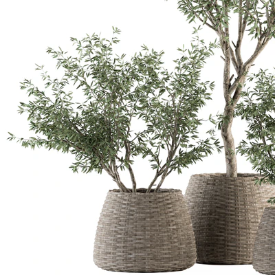 indoor Plant Set 275 - Olive Plants Set in pot — Ver 5