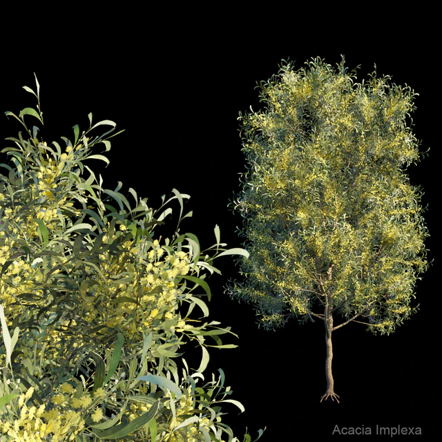 Acacia Implexa — Descargar