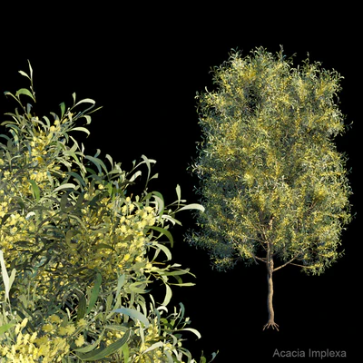 Acacia Implexa — Descargar