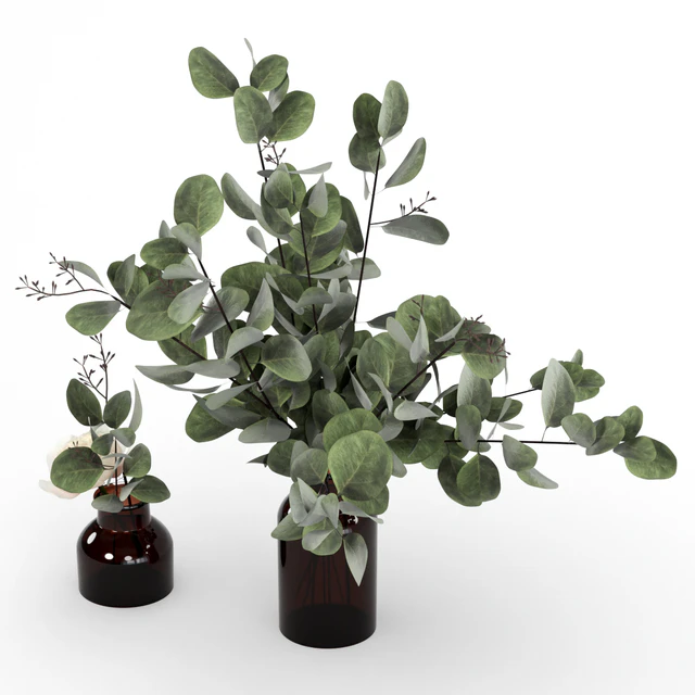 Bouquets of eucalyptus. — Descargar