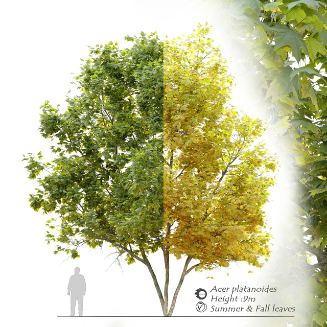 Acer platanoides (Norway maple) — Descargar