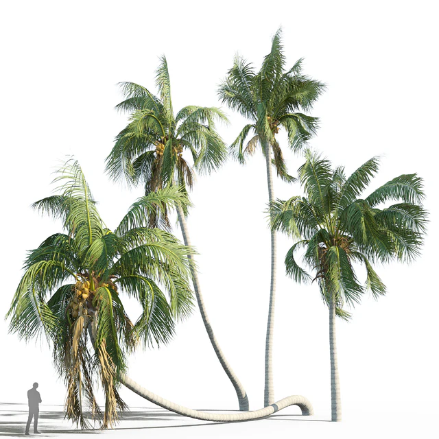Cocos nucifera (кокосовая пальма) — Скачать