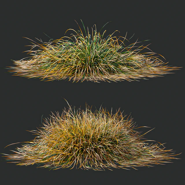 Carex Testacea Orange and Molinia Caerulea Fire Grasses — Скачать