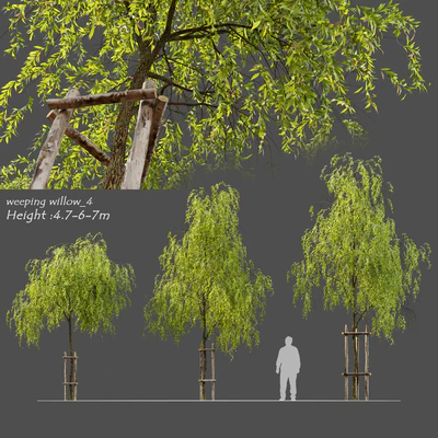 Weeping willow 4 — Вид 1