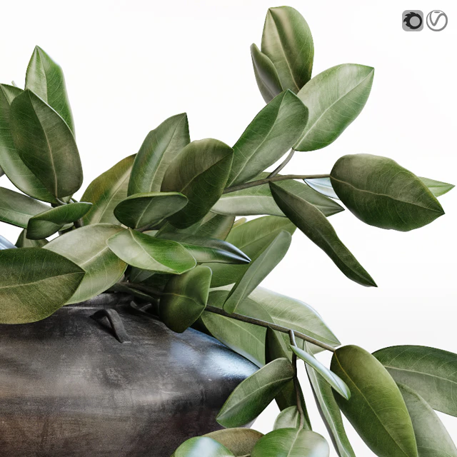 Amazing plant in black vase — Скачать