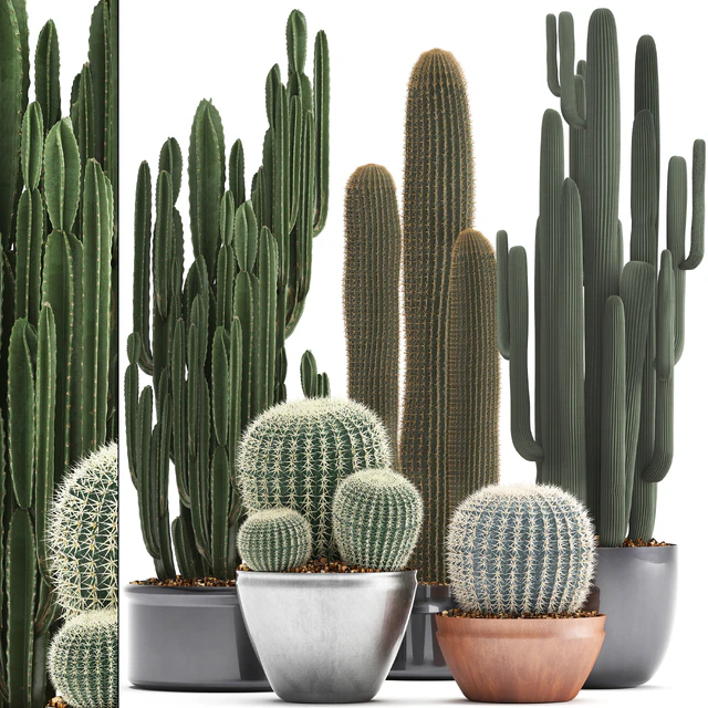 Collection of plants 300. Cactus set. Echinocactus, round cactus, cereus, Barrel cactus, indoor cactus, desert plants — Descargar