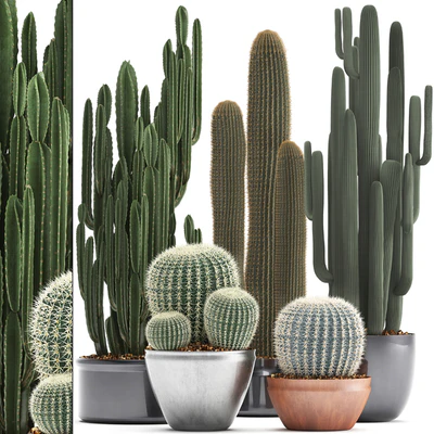 Collection of plants 300. Cactus set. Echinocactus, round cactus, cereus, Barrel cactus, indoor cactus, desert plants — Ver 1