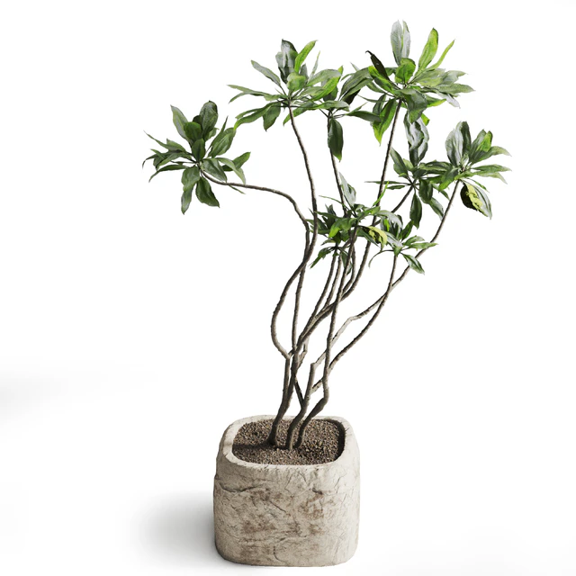 Tree in stone Planter — Descargar