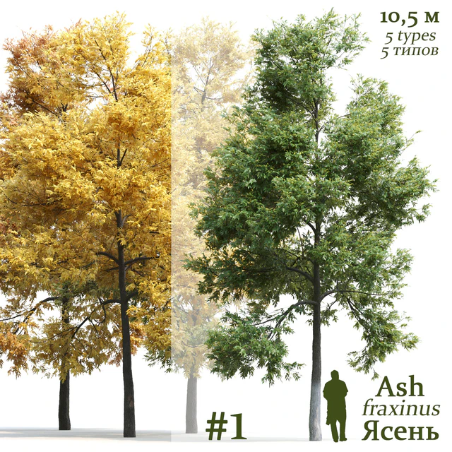 Ясень / Ash / Fraxinus #1 — Скачать