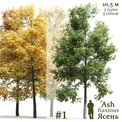 Ясень / Ash / Fraxinus #1 — Вид 1