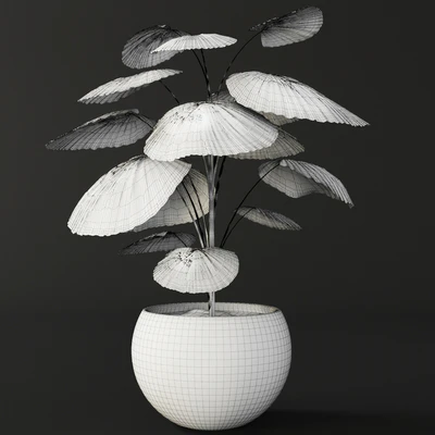 Licuala orbicularis, Likuala, decorative palm tree, pot, flowerpot, office — Ver 3