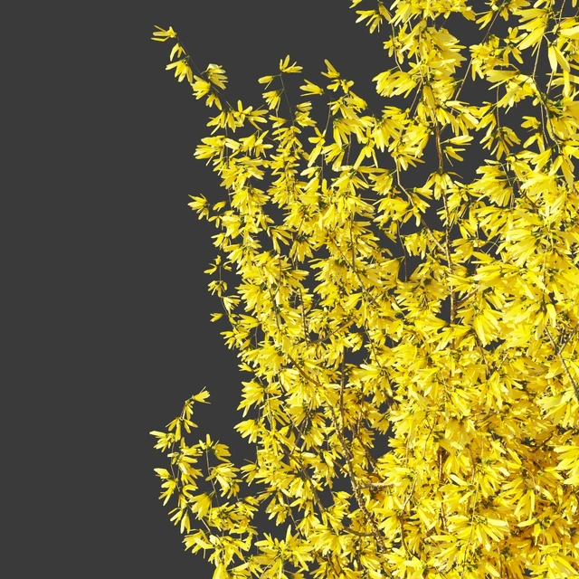 Forsythia Medium / Forsythia intermedia — Descargar