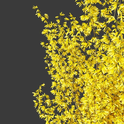 Forsythia Medium / Forsythia intermedia — Ver 3
