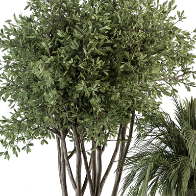 indoor Plant Set 398- Tree and Plant Set in pot — Ver 4