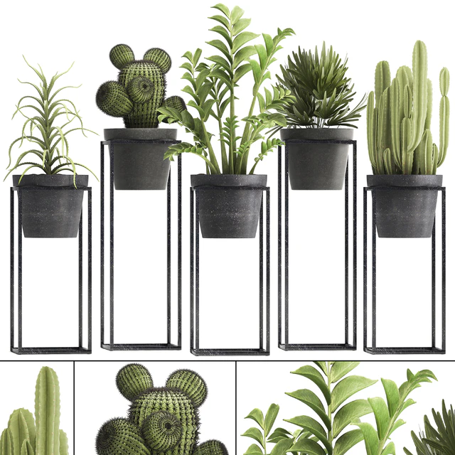 Plant collection 314. Small plants, pot, cactus, rapis, aloe, cireus, indoor, stand, concrete, pot, loft, Zamioculcas, Raphis Palm — Descargar