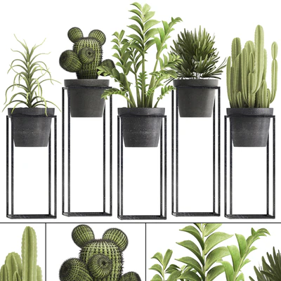 Plant collection 314. Small plants, pot, cactus, rapis, aloe, cireus, indoor, stand, concrete, pot, loft, Zamioculcas, Raphis Palm — Ver 1