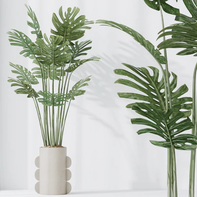 HQ HousePlants Elegant Monstera Deliciosa Large Leaf Form Swiss Cheese Set04 — View 4
