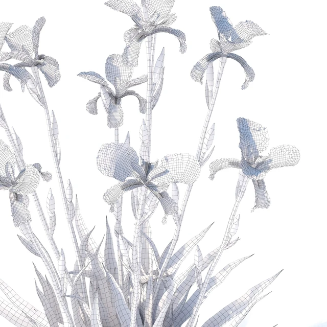 Bearded Iris Flowers | Iris germanica — Descargar