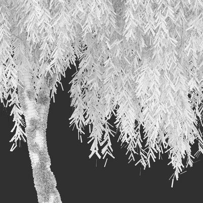 Weeping willow 5 — Вид 5