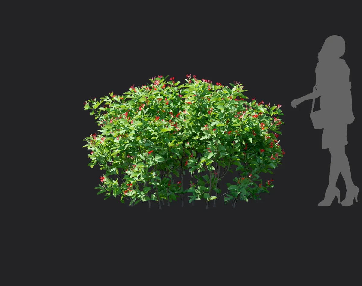 jatropha integerrima 005 — Скачать