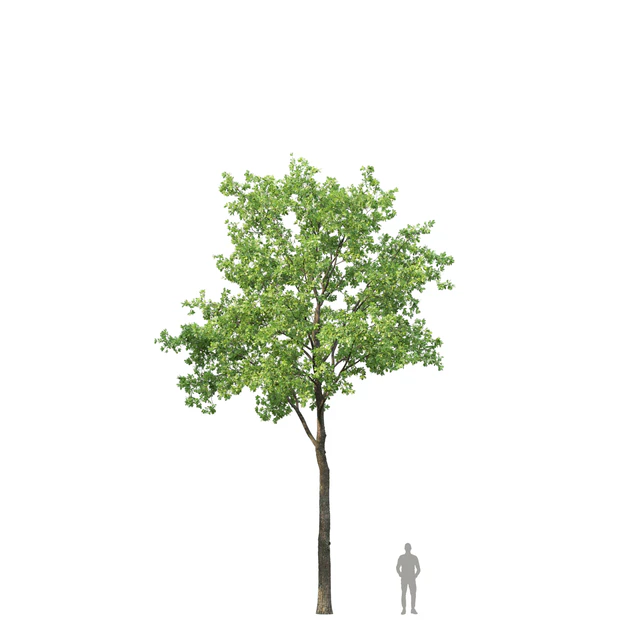 Oak — Скачать