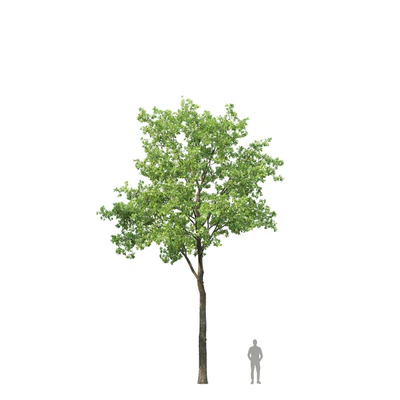 Oak — Вид 7
