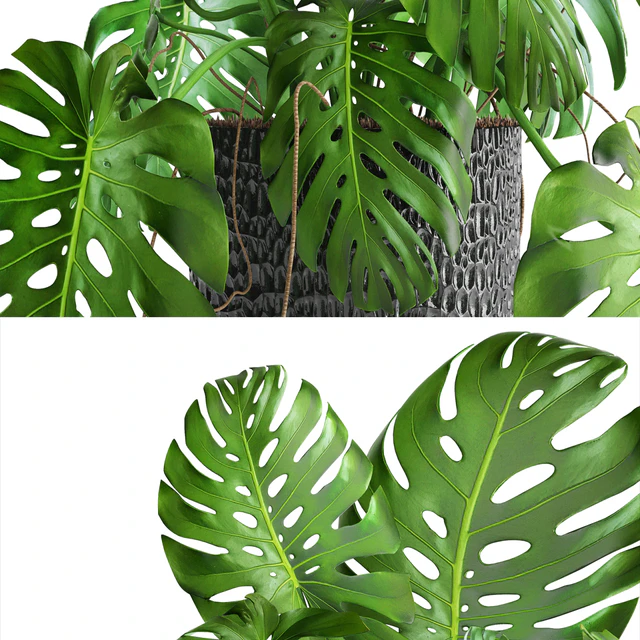 Monstera, bush, flower, pot, black flowerpot, indoor, interior — Descargar
