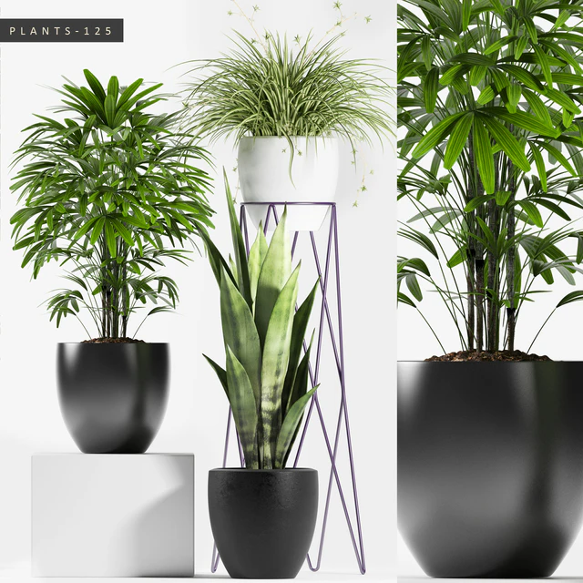PLANTS 125 — Descargar