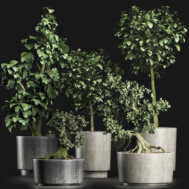 Plants Collection 199 Sageretia Theezans — Скачать