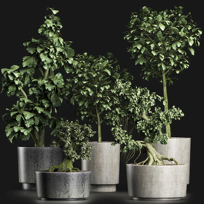 Plants Collection 199 Sageretia Theezans — Вид 1