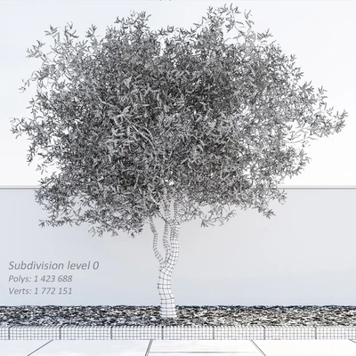 Willow Matsudana Tortuoza (Salix matsudana Tortuosa) — Ver 3