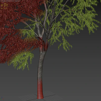 Ива извилистая / Willow / Salix matsudana #3 — Вид 4