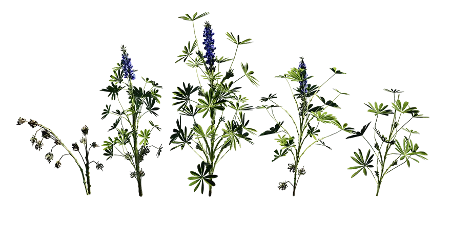 blue lupin 001 — Скачать