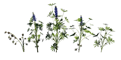 blue lupin 001 — Скачать
