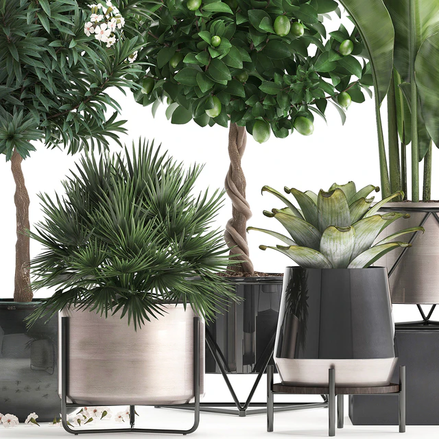 Plant collection 297. Lemon tree, bromeliad, chamerops, oleander, tree, banana, luxury, flowering tree, luxury decor, small tree, Chamaerops palm — Descargar