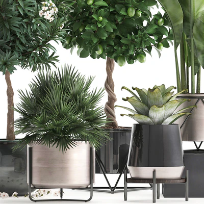 Plant collection 297. Lemon tree, bromeliad, chamerops, oleander, tree, banana, luxury, flowering tree, luxury decor, small tree, Chamaerops palm — Ver 3