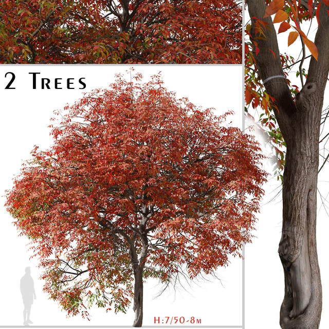 Set of Chinese pistache Tree (Pistacia chinensis) (2 Trees) — Descargar