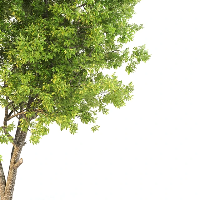 ash tree02 — Descargar