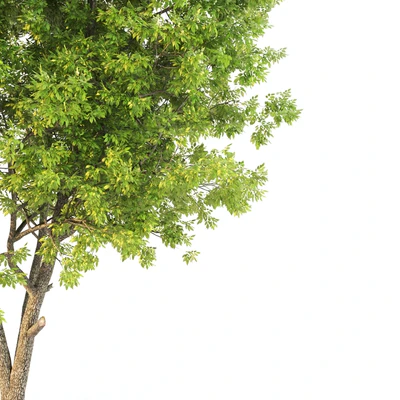 ash tree02 — Ver 3