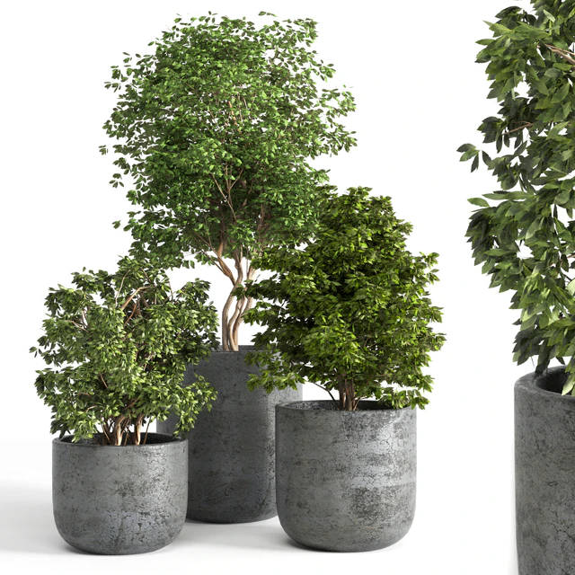 Outdoor plant 06 — Descargar