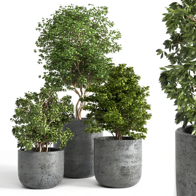 Outdoor plant 06 — Ver 1